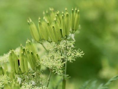 Fennel Seeds